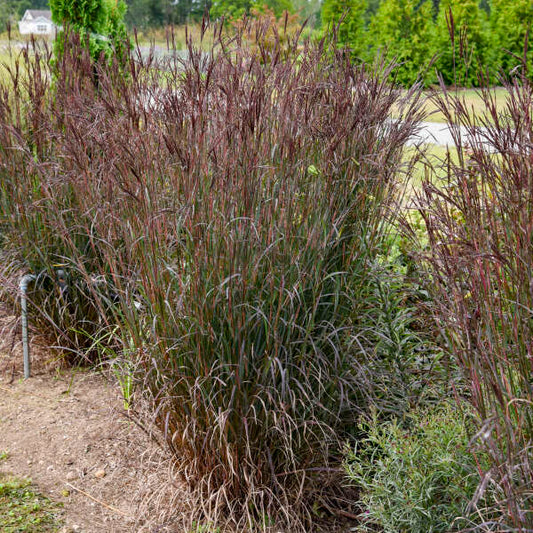 Grass, Big Bluestem 'Blackhawks' (Andropogon)