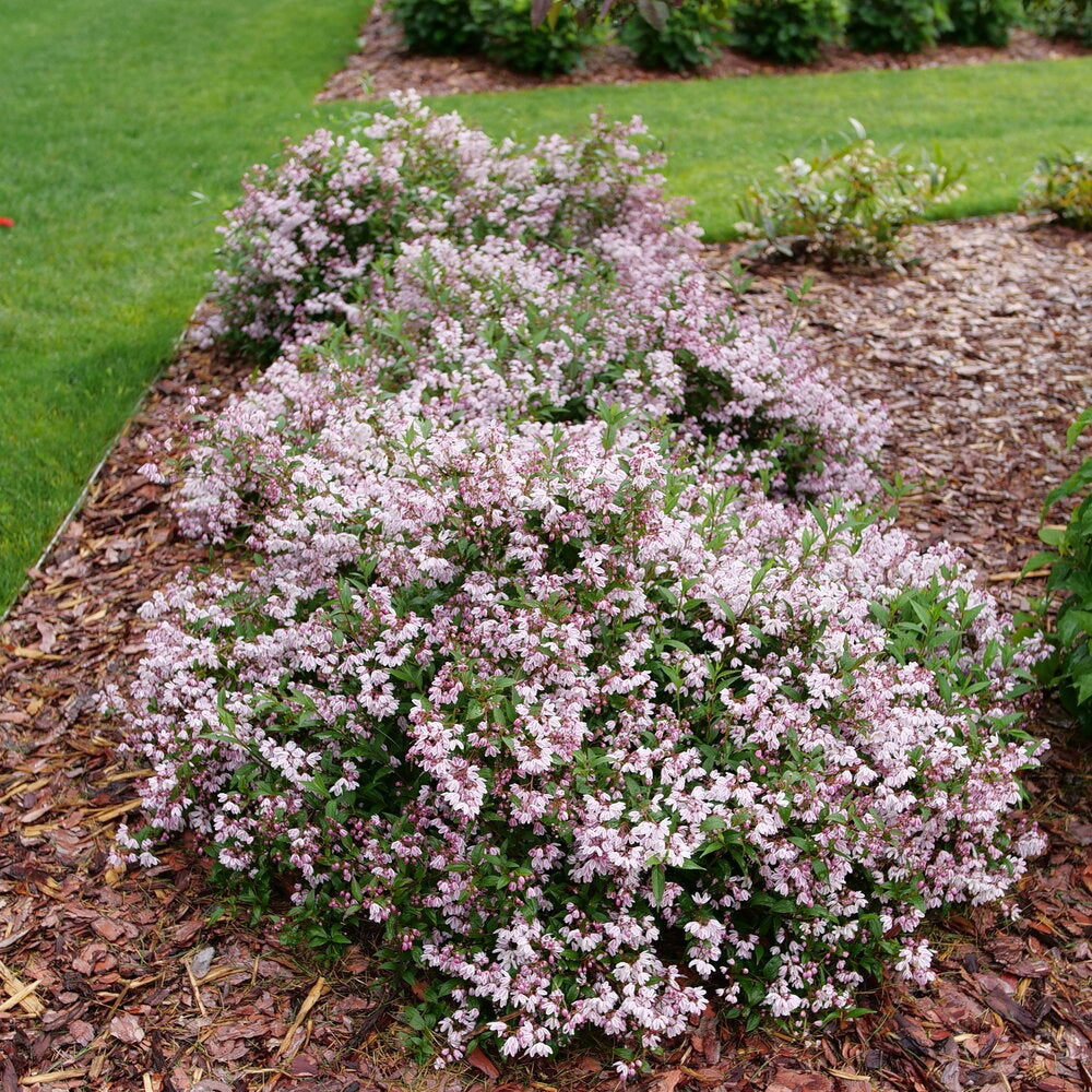 Deutzia, Slender 'Yuki Kabuki' (Deutzia)