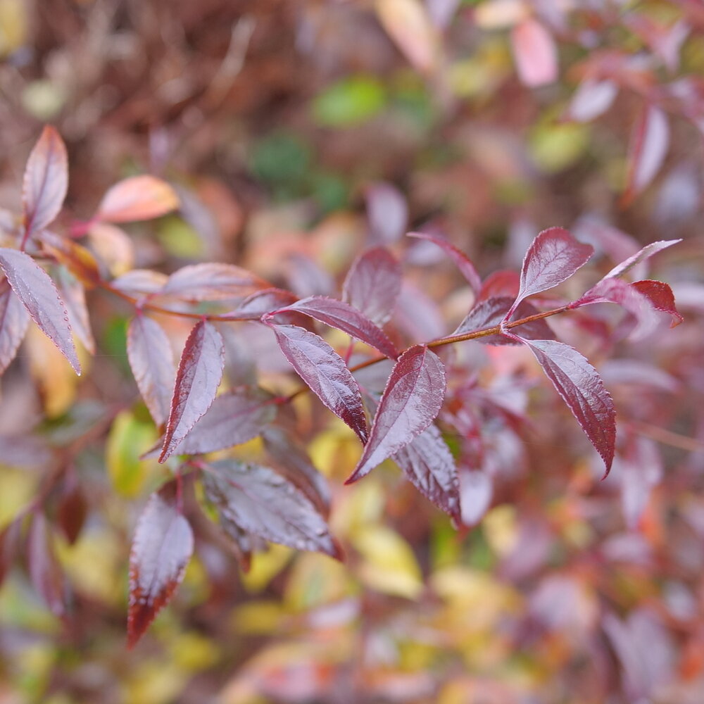 Deutzia, Slender 'Yuki Kabuki' (Deutzia)