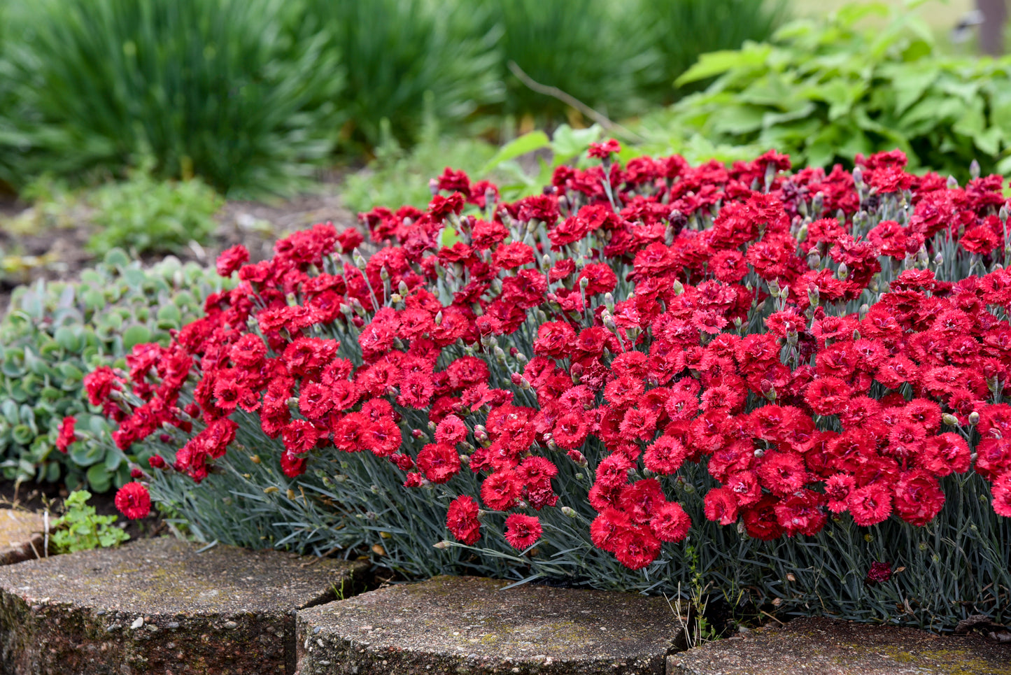 Dianthus 'Fruit Punch Maraschino'