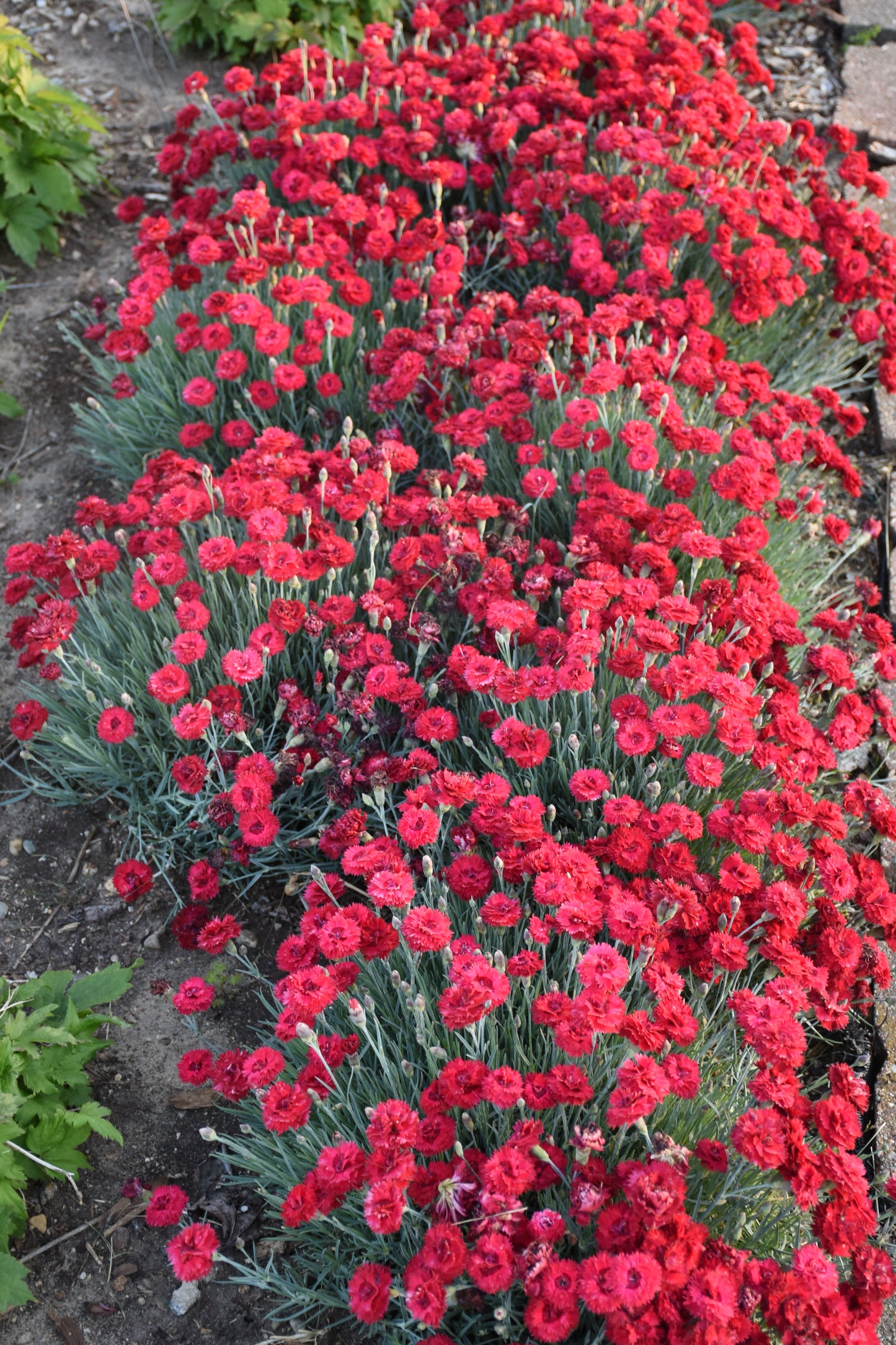 Dianthus 'Fruit Punch Maraschino'