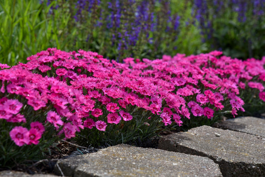 Dianthus 'Paint the Town Fancy'