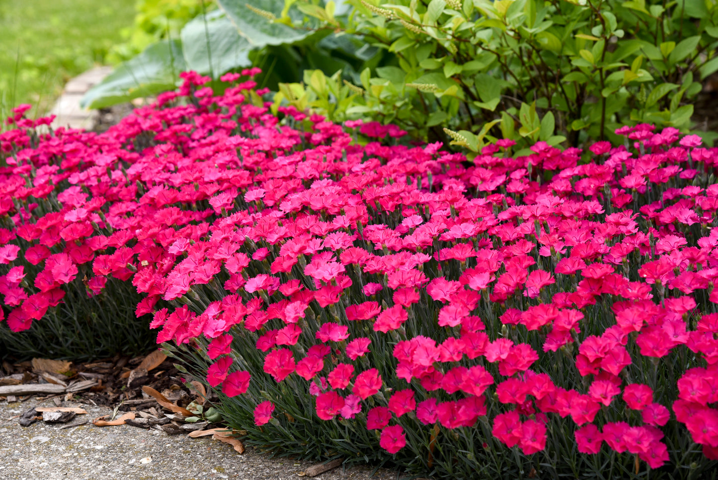 Pinks, Carnation 'Paint the Town Magenta' (Dianthus)