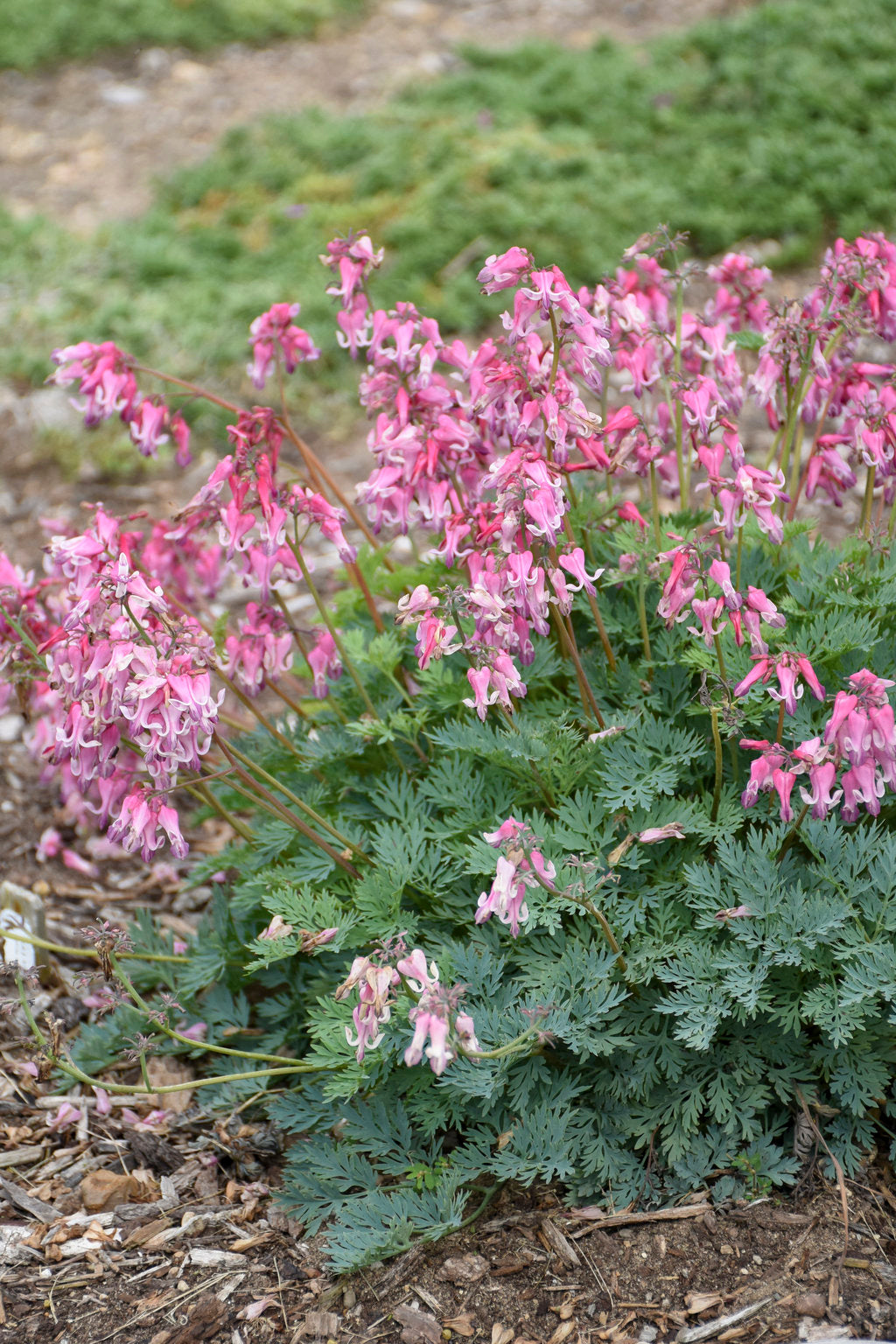 Bleeding Hearts, Fern-Leaf 'Pink Diamonds' (Dicentra)