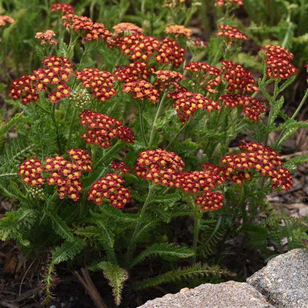 Achillea 'Milly Rock Red'