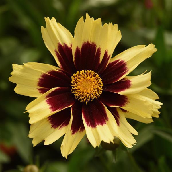 Tickseed, 'Super Star' (Coreopsis)