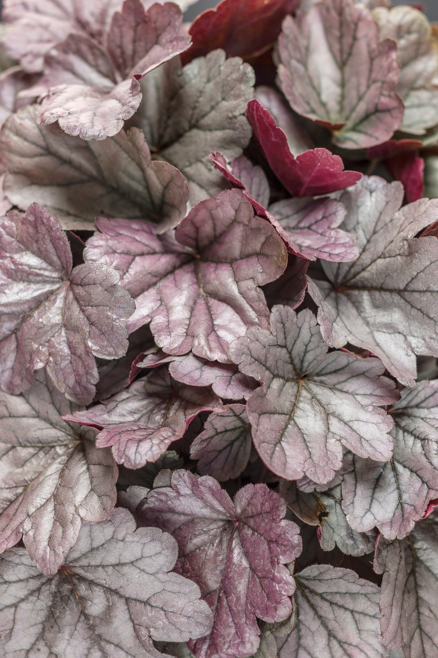 Coral Bells 'Dolce Silver Gumdrop' (Heuchera)