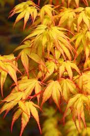 Acer palmatum 'Katsura'