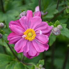 Anemone x hybrida 'Curtain Call Deep Rose'