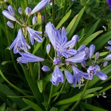 Agapanthus 'Baby Pete'