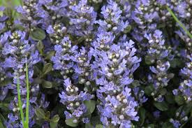 Ajuga reptans 'Chocolate Chip'