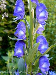 Aconitum carmichaelii 'Arendsii'