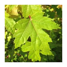 Acer rubrum 'Autumn Flame'