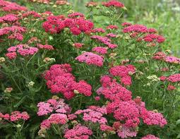 Achillea 'New Vintage Rose'