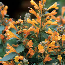 Hyssop, Anise/ Hummingbird Mint 'Arizona Sandstone' (Agastache)