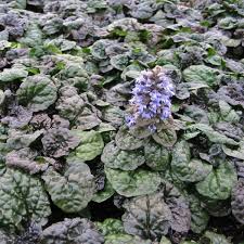 Bugle Weed, Creeping 'Metalica Crispa' (Ajuga)