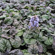 Ajuga reptans 'Metalica Crispa'