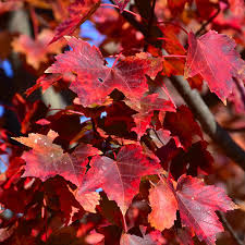 Acer rubrum 'Autumn Flame'