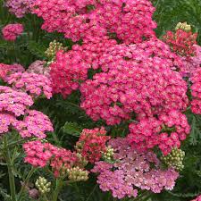 Achillea 'New Vintage Rose'