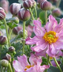 Anemone hupehensis 'Pocahontas'