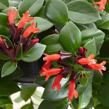 Aeschynanthus 'Mona Lisa'