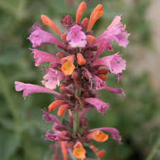 Agastache 'Kudos Ambrosia'