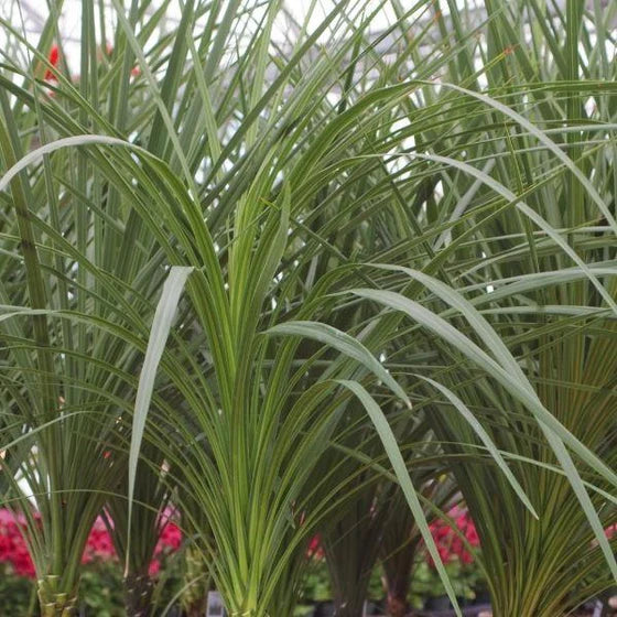 Dracaena indivisa