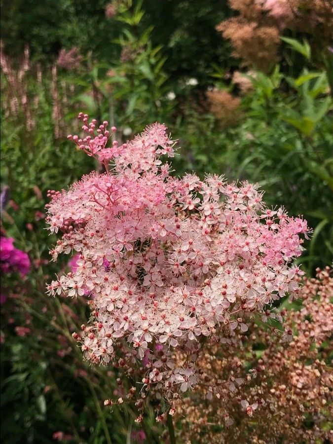 Filipendula rubra