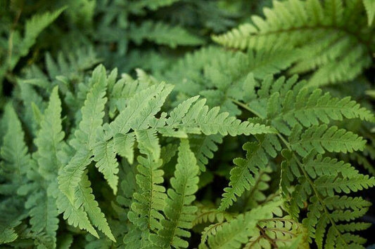 Dryopteris marginalis