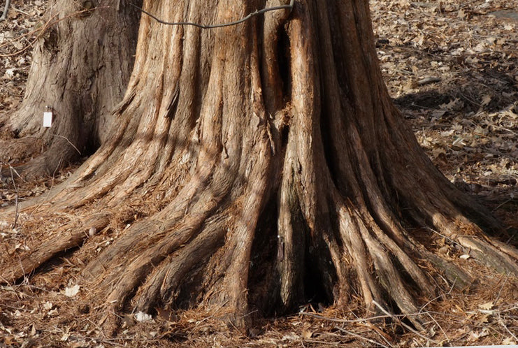 Redwood, Dawn (Metasequoia)