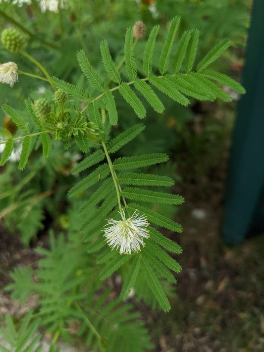 Bundleflower, Illinois (Desmanthus)