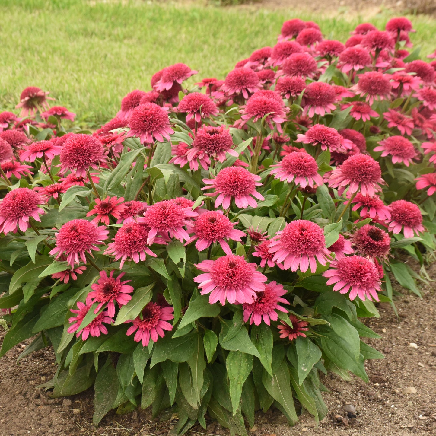 Coneflower, 'Double Coded Raspberry Beret' (Echinacea)