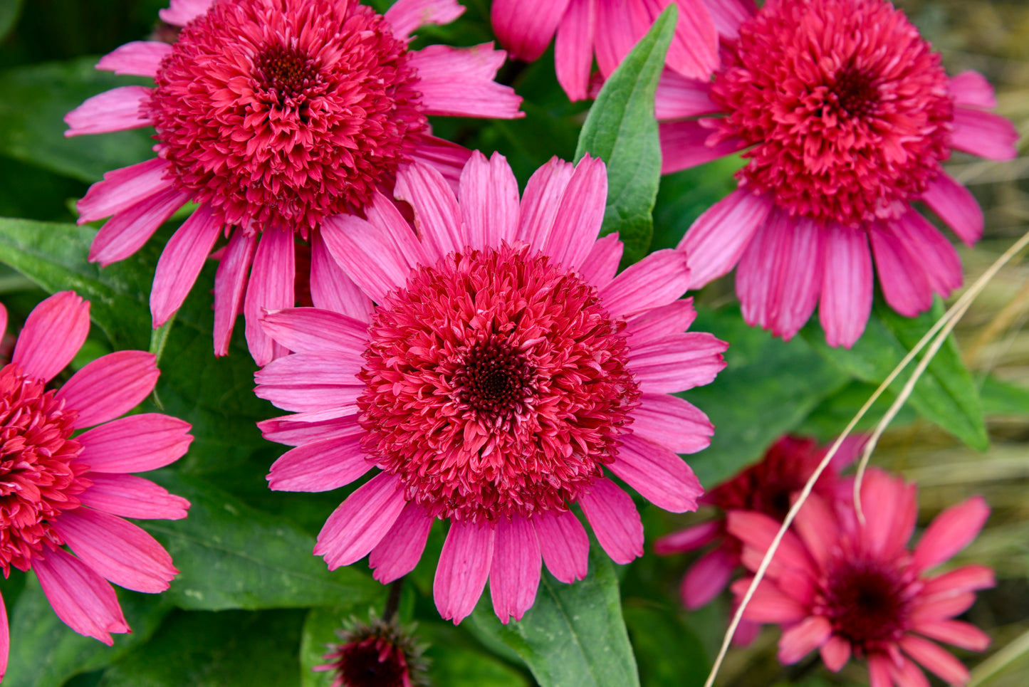Coneflower, 'Double Coded Raspberry Beret' (Echinacea)