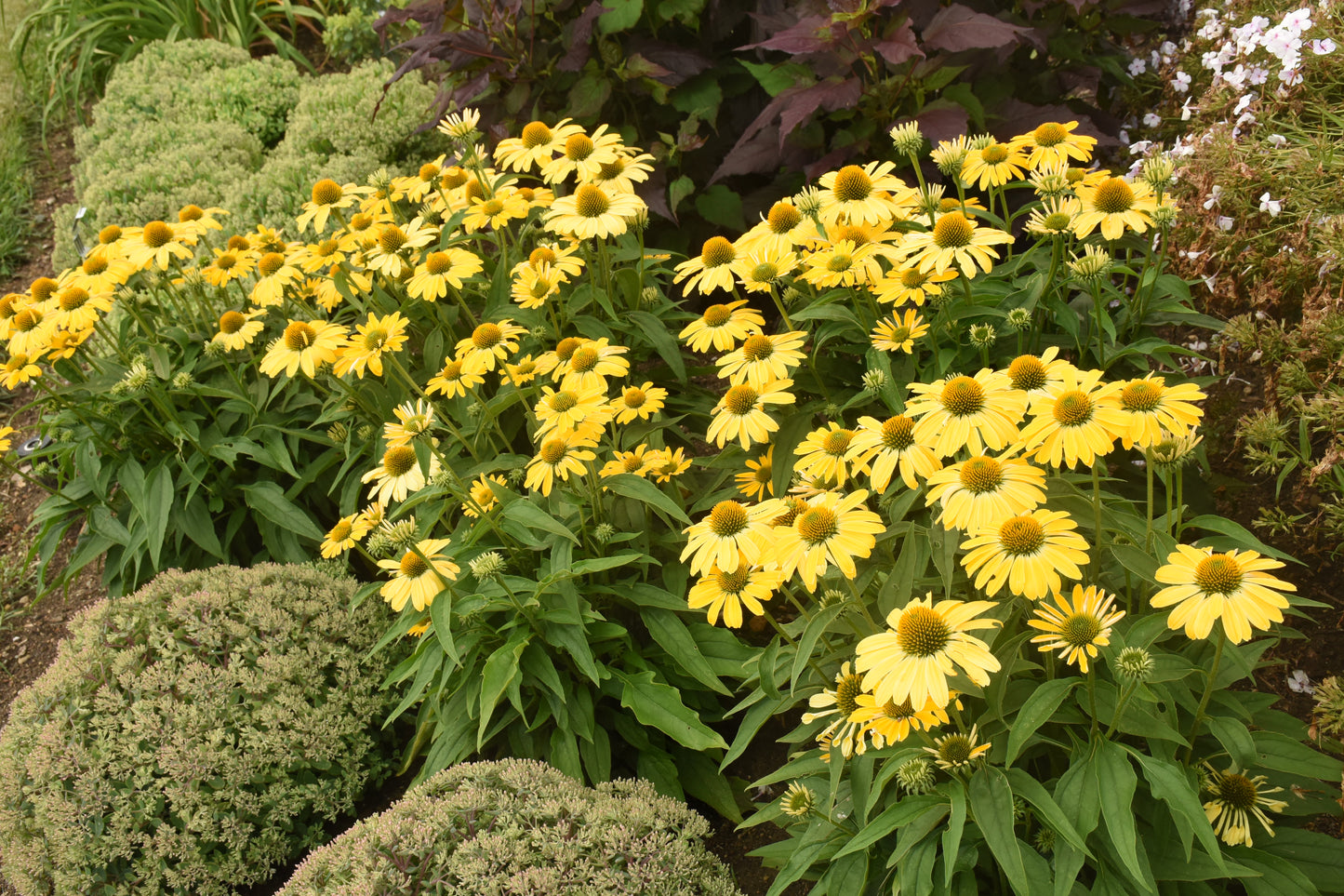 Echinacea 'Yellow My Darling'