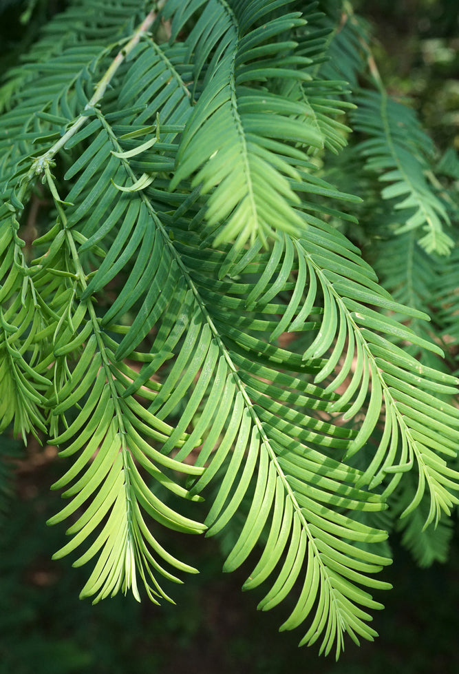 Redwood, Dawn (Metasequoia)