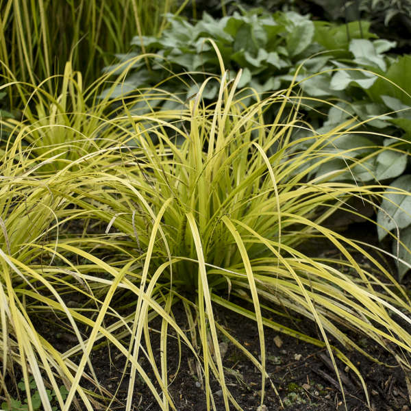 Sedge, Japanese Weeping 'Everillo' (Carex)