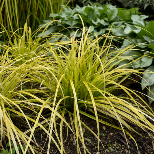 Sedge, Japanese Weeping 'Everillo' (Carex)