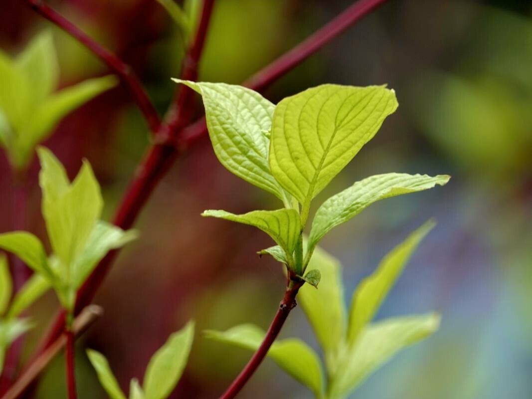 Cornus alba 'Prairie Fire'