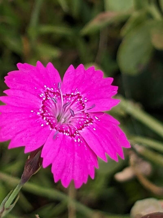 Dianthus deltoides 'Zing Rose'