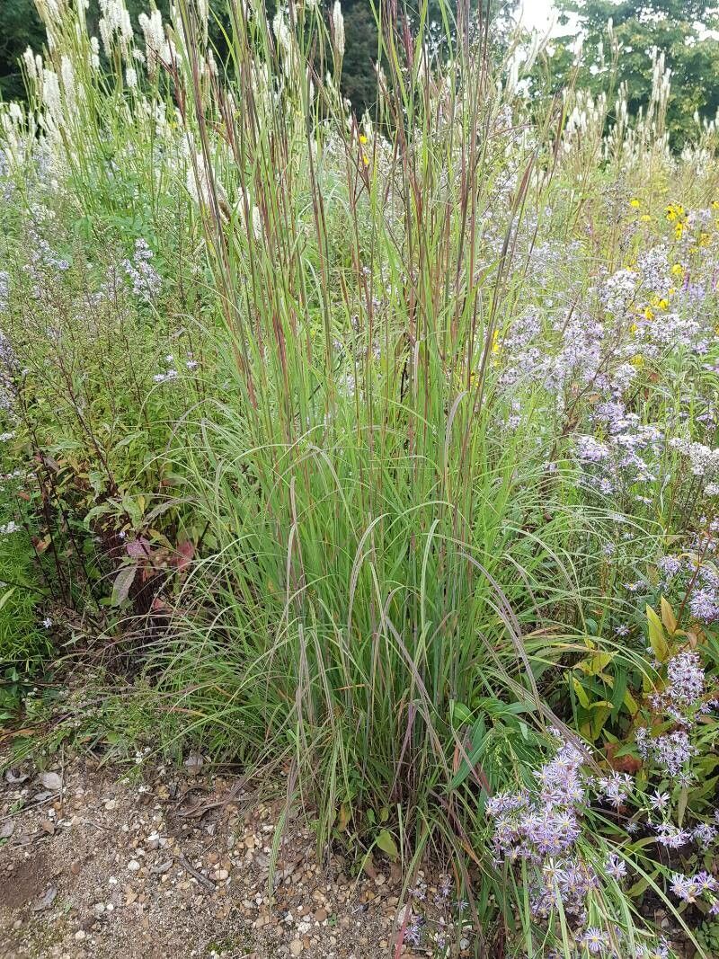 Andropogon gerardii