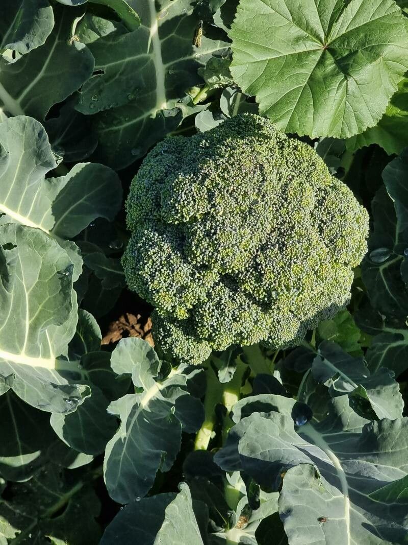 Brassica oleracea italica