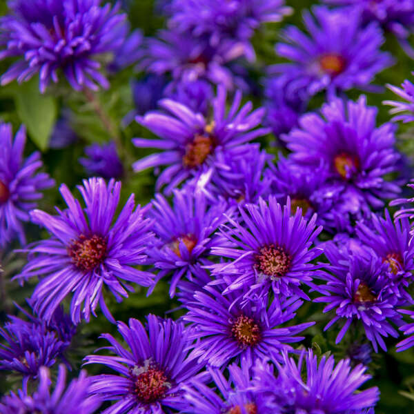 Aster, New England 'Grape Crush' (Symphyotrichum)