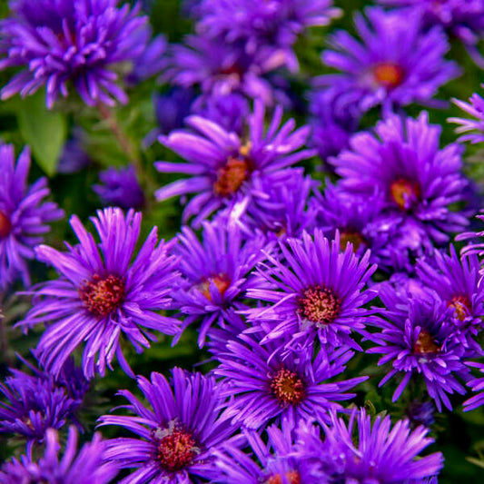 Aster, New England 'Grape Crush' (Symphyotrichum)