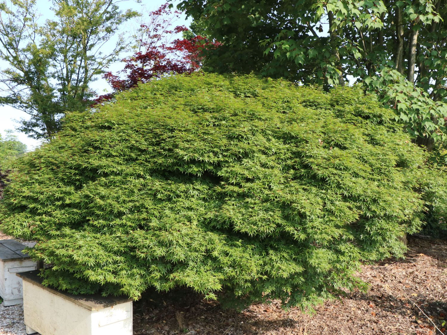 Acer palmatum 'Murasaki Kiyohime'