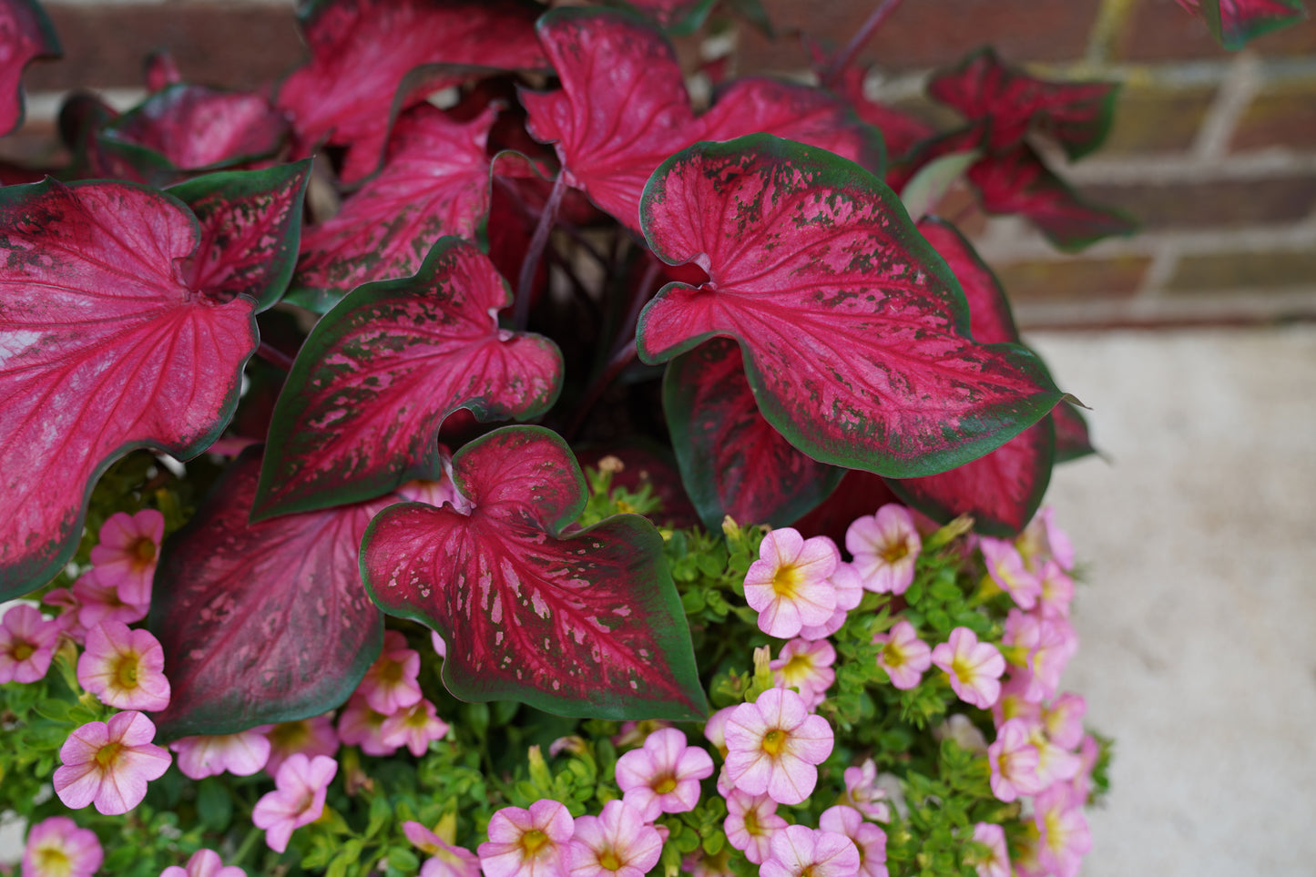 Angel Wings "Heart to Heart Series" (Caladium)