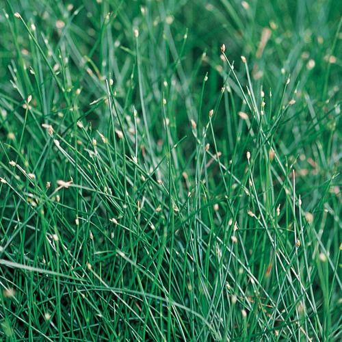 Grass, Ornamental Fiber Optic (Isolepis)