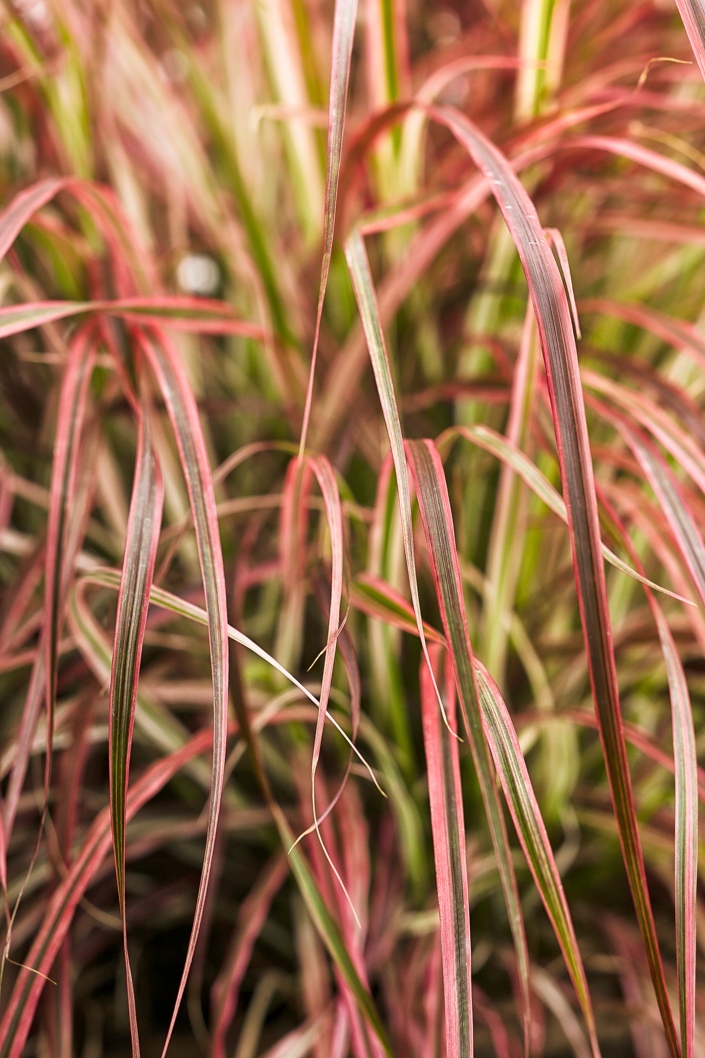 Grass, Purple Fountain 'Fireworks' (Pennisetum)