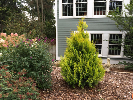 Arborvitae, Western Red Cedar Upright 'Fluffy' (Thuja)
