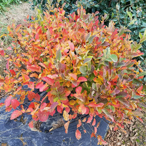 Bottlebrush/ Witch-Alder 'Legend of the Small' (Fothergilla)