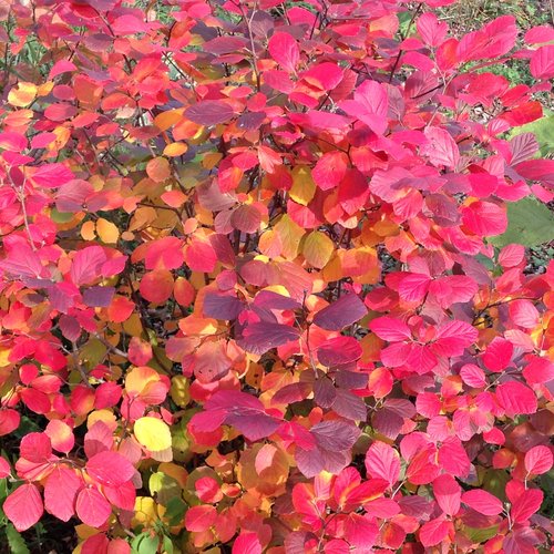 Fothergilla x intermedia 'Legend of Fall'